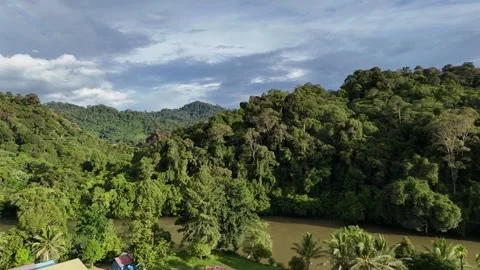 Kalimantan forest Stock Footage 317424742