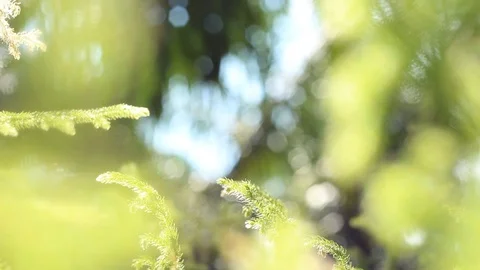 Kalimantan tropical rainforest with a background of blur and afternoon sun effec Stock Footage 113301088