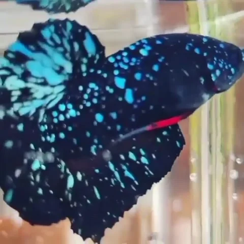 Kalimaya betta fish Stock Footage 211896869