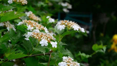 Kalina begins to bloom in early spring Stock Footage