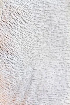 Kalk Detail of the pattern build by chalk terrace Pamukkale Turkey Copyrig... Stock Photos
