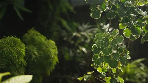 KALLA-039 Stock Footage 341299849