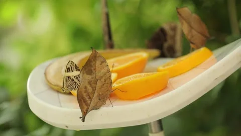 Kallima inachus dead leaf butterfly sits on orange slices wings shaped like leaf Stock-Footage 207478549