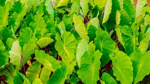 Kalo in the Lo'i Stock Photos