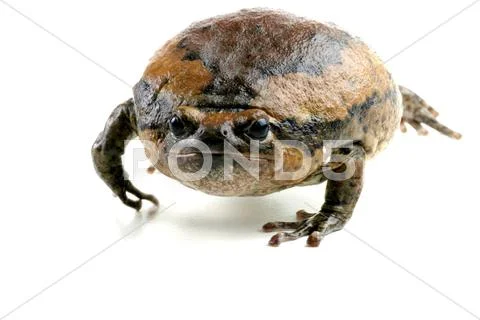 Kaloula pulchra chubby frog asian painted lurch Stock Photos