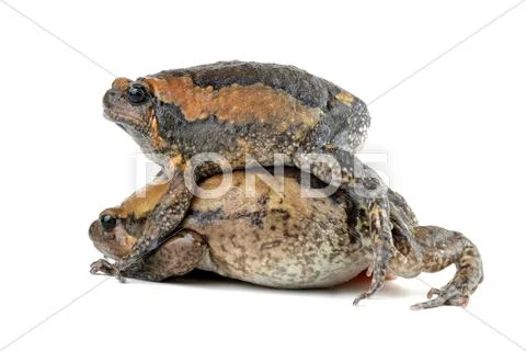 Kaloula pulchra chubby frog asian painted lurch Stock Photos