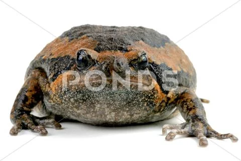 Kaloula pulchra chubby frog asian painted lurch Stock Photos