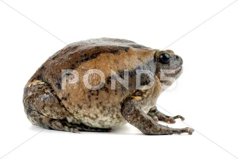 Kaloula pulchra chubby frog asian painted lurch Stock Photos