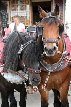 Kaltblut Stock Photos