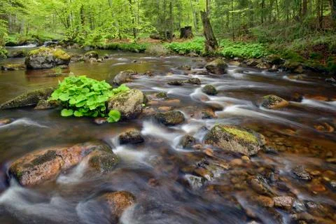 Kalte Bode stream (of the Bode River) flowing through forest in the Elendstal Stock Photos