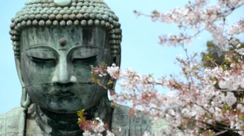 The Kamakura Buddha, medium close-up with cherry blossom branches Stock Footage 37695910