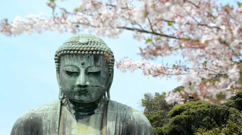 The Kamakura Buddha, medium close-up with cherry blossom branches Stock Footage 37696154