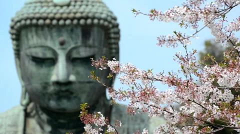 The Kamakura Buddha, medium close-up with cherry blossom branches Stock Footage 39161790