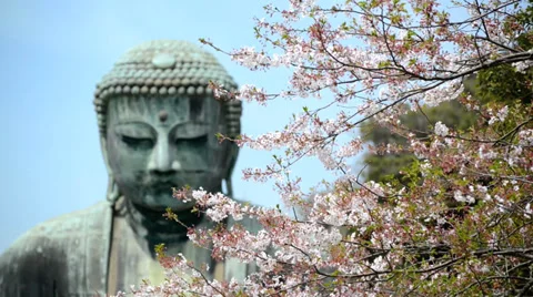 The Kamakura Buddha, medium close-up with cherry blossom branches Stock Footage 39161952