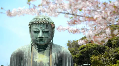 The Kamakura Buddha, medium close-up with cherry blossom branches 스톡 동영상 39162357