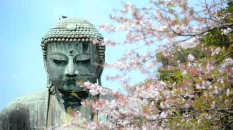 The Kamakura Buddha, medium close-up with cherry blossom Stock Footage 39922912