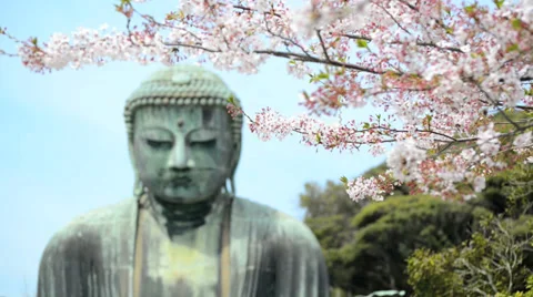 The Kamakura Buddha, medium close-up with cherry blossom Stock Footage 39923063