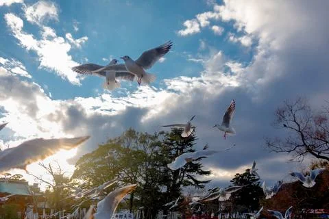 Kamakura Stock Photos