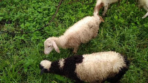 Kambing Stock Footage 128159986