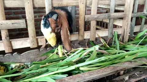 Kambing Stock Footage 234063692