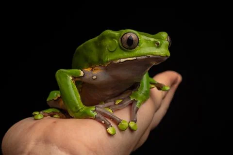 Kambó Frog Stock Photos