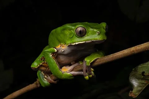 Kambó Frog Stock Photos