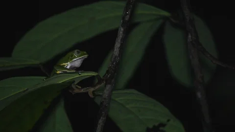 Kambo Frog on Top of a Leaf Croaking Stock Footage 109155888