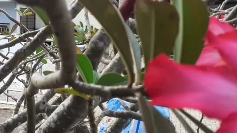 The "Kamboja" flower Stock Footage 217992701