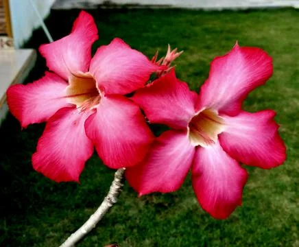 Kamboja Stock Photos