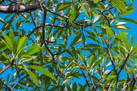 Kamboja tree with blue sky background Stock Photos