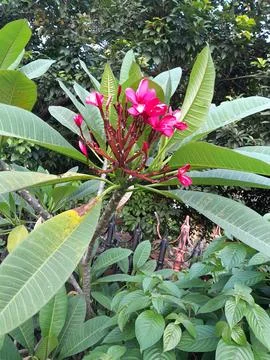Kamboja Tree Stock Photos