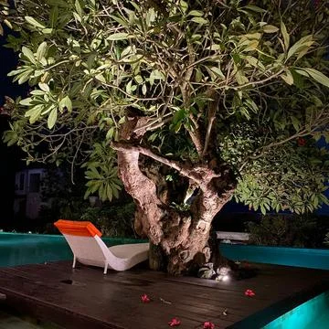 Kamboja tree Stock Photos