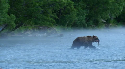 Kamchatka bear with caught salmon Stock Footage 66531302