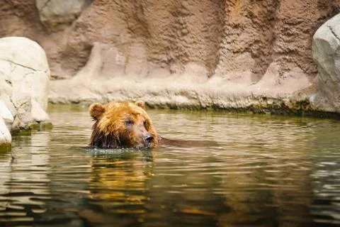 Kamchatka bear Stock Photos