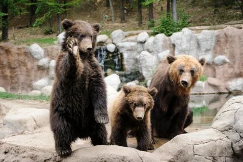 Kamchatka bear Stock Photos