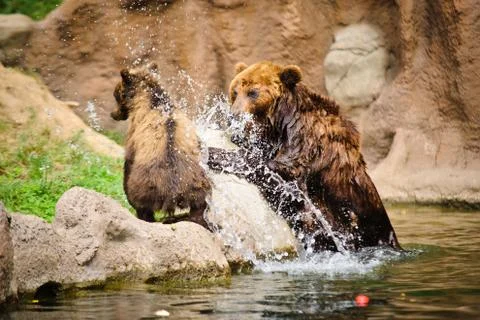 Kamchatka bear Stock Photos