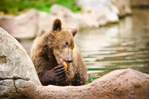 Kamchatka bear Stock Photos