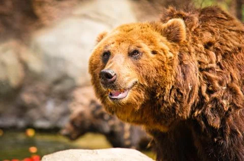 Kamchatka bear Stock Photos
