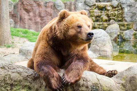 Kamchatka bear Stock Photos