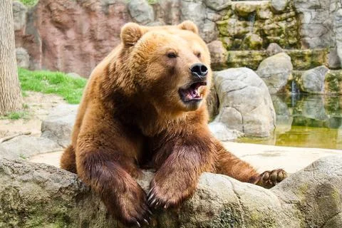 Kamchatka bear 스톡 사진