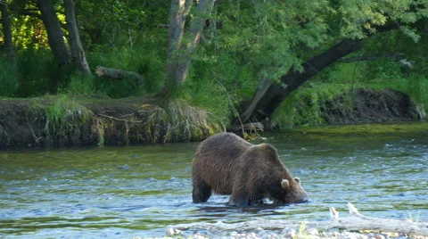 Kamchatka brown bear diving for salmon in a river Stock Footage 66385660