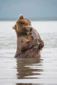 Kamchatka brown bear eating salmon in water, Kurile Lake, Kamchatka Peninsula, Stock Photos