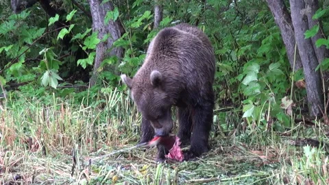 Kamchatka brown bear eats freshly caught salmon Stock Footage 166499689