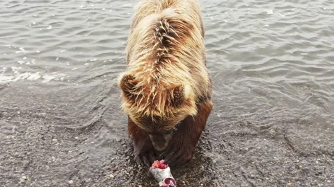 Kamchatka brown bear eats red fish on the Pacific coast. Rocky flat landscape Stock Footage 194392295