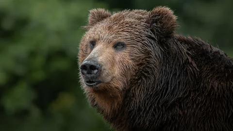 Kamchatka brown bear Stockfoto's