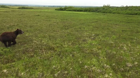 Kamchatka brown bear runs quickly across a green field. Drone view Stock Footage 194392221