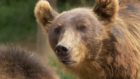 Kamchatka brown bear (Ursus arctos beringianus) - ungraded footage Stock Footage