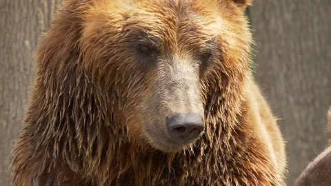 Kamchatka brown bear (Ursus arctos beringianus) - ungraded footage Stock-Footage 78058450