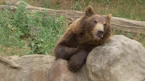 Kamchatka brown bear (Ursus arctos beringianus) - ungraded footage Stock Footage