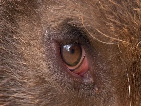 Kamchatka brown bear (Ursus arctos beringianus) eye Видео 84096593